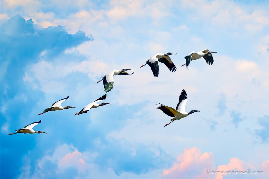 Seven Wood Storks_17x_25_6334 Seven Wood Storks by Nomeca Hartwell