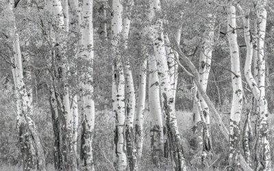 May 2025 Print Winners
